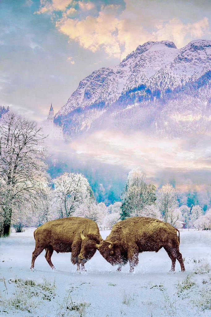 bison fighting in snow